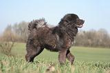 DOGUE DU TIBET 564